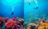 Belize vs. Roatán: The Ultimate Diving Destination Face-off