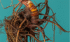 Supplements for Menopause: Natural Solutions for Your Wellbeing