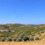 Olive Heritage in Portugal: Explore Alentejo’s Olive Route