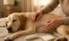 Spay Recovery Timeline: Expectations for Your Pet