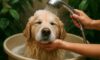 Water Conservation Tips for Pet Baths in Every Home