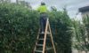 Hedging Plants: Easy Care Options for Gardens in Newcastle