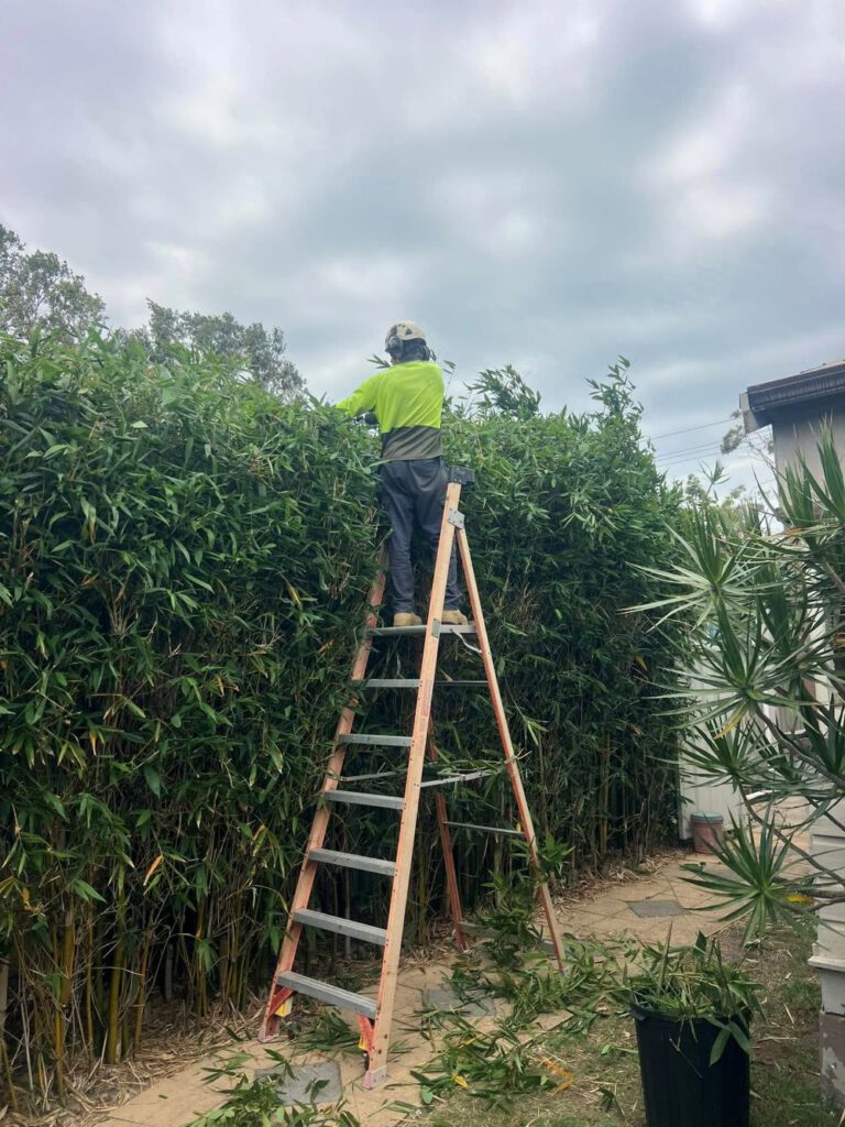 Hedging Plants: Easy Care Options for Gardens in Newcastle