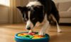 Border Collie Mental Stimulation Tips for Engaged Dogs