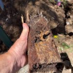 Clay Soil’s Effects on Pipes in Caboolture