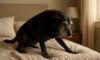 Arthritis Relief for Dogs: Effective Home Remedies & Tips