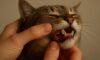 Teeth Brushing Kits for Cats: Must-Have Oral Care Essentials