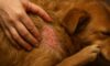 Flea Control for Pets: Preventing Autumn Infestations Tips