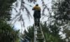 Response to Electrical Defect Notice in the Mid North Coast